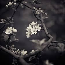 Black And White Art Photography Pin By Janelle Harms On Art Design Black And White Flowers Nature Photography White Photography