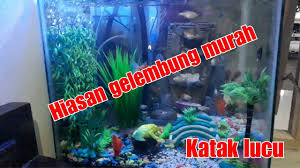 Kami menyediakan berbagai jenis tanaman hias untuk aquarium air tawar Hiasan Aquarium Youtube