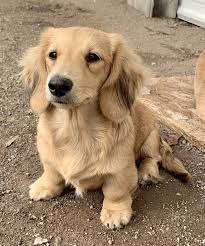 The acquisition of a puppy is a commitment of time, energy, finances, and emotional involvement, and owners should feel comfortable and confident of their decisions. 8 Blonde Dachshund Ideas Dachshund Long Haired Dachshund Dachshund Puppies