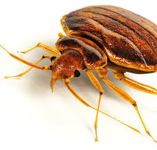 We offer personalized professional customer service and form a unique partnership with our clients in order to provide you the very best in quality service. Bed Bug Services And Treatments Batzner Pest Control