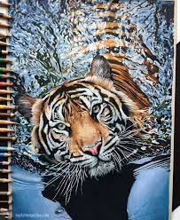 realistic color pencil drawing tiger by daragh obrien https myartmagazine com art in dessin realiste crayon de couleur creation aux crayons coloriage cartable