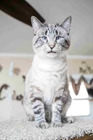 Birman Ragdoll Mix Kittens For Sale Siamese Cat Gray Siamese Mix Cats Grey Siamese Tabby Mix Cats Siamese Littlest Pet Shop Set Lot Of 2 5 Siamese Cats Birman Kittens Birman Kittens For Sale