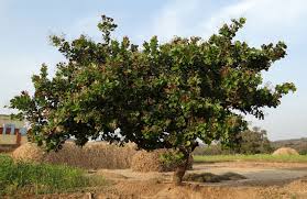 Image result for Anacardium occidentale