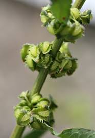 Image result for Rumex pulcher