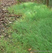 Image result for Digitaria brazzae