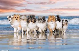 Ambulance Worker S Brilliant Dog Pictures Become Sell Out Calendar In 2020 Dog Pictures Shetland Sheepdog Pet Owners