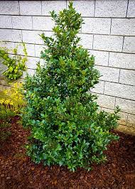 This dense, bushy cultivar with bright red berries and purple stems provides a classic holly … Blue Maid Holly Bushes For Sale The Tree Center