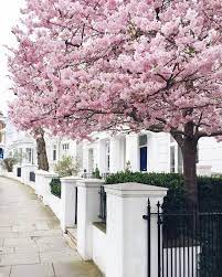 Maybe you would like to learn more about one of these? Notting Hill London Notting Hill London Blossom Trees Cherry Blossom Tree