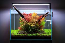 We did not find results for: Aquascaping For Beginners 10 Helpful Tips Aquascaping Love