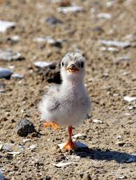 Birds That Lay Eggs On The Ground Pin On Moms And Babies