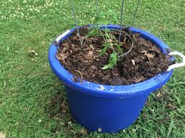 Concrete reinforcing wire provides sturdy dollies my husband made allow us to move the potted tomato plants around the patio with ease. How To Grow A Tomato In A Container Gardens That Matter