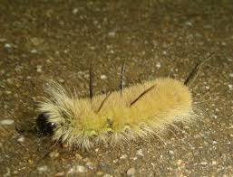 Black And Red Caterpillar Identification American Dagger Moth Caterpillar Found In Sutton Ma Moth Caterpillar Caterpillar Moth