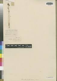 Image result for Bulbostylis trabeculata