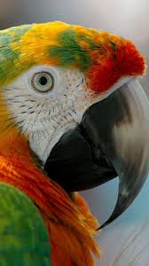 Exotic Birds You Can Have As Pets Parrot Araras Aves Passaros Bonitos Aves Belas