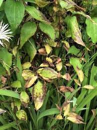 These are not really major problems and they are certainly no more than any other plant suffers from. What Is Clematis Wilt And How To Identify It And Avoid It Plus Wilt Resistant Clematis