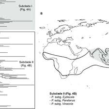Image result for Pandanus chiliocarpus