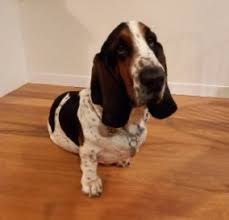 Despite being a short dog, they have quite a weight. 9 Best Basset Hound Breeders In The United States 2021 We Love Doodles