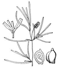 Image result for Potamogetonaceae