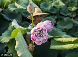 The lotus will grow to 2 to 3 feet with leaves which are 14 to 17 inches in diameter. Ornamental Lotus Flowers Grow Farmers Earnings 20 Times 1 Chinadaily Com Cn