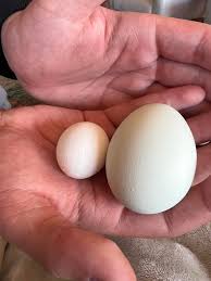 One of my chickens laid an egg so tiny and next to it is the normal size  that my chickens lay 😂