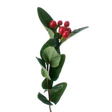 Image result for Hypericum