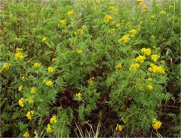 Cup flower perennial very tall yellow 25 seeds native. Tall Yellow Perennial Flowers Identification The Design Interior