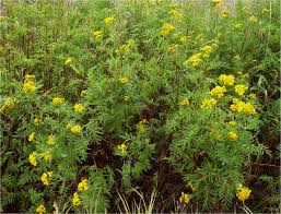 Lemon yellow flowers of the tall growing, early autumn. Common Tansy Identification And Management Techline Invasive Plant News