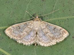 Image result for Anania perlucidalis