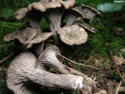 Image result for Craterellus fallax