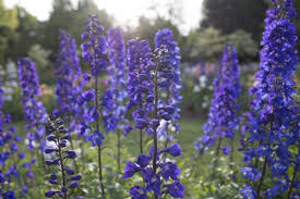 Wild purple flowers in oregon. Oregon Flower Tour Floret Flowers