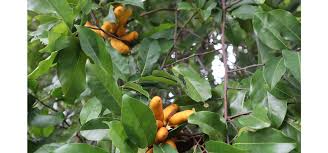 Image result for Hippocratea africana