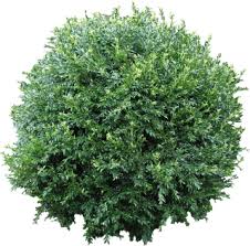Bush Png Bush Transparent Background Freeiconspng This high quality free png image without any background is about grass, bush, plant, nature and pnghunter is a free to use png gallery where you can download high quality transparent png images. bush png bush transparent background