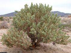 Shadscale Atriplex Confertifolia Up To 3 Tall And Wide Plants Juniper Plant Urban Landscape