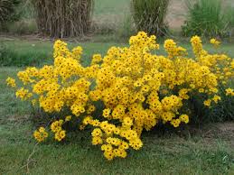 Image result for Helianthus angustifolius