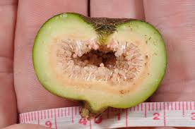 Image result for Bridelia brideliifolia