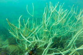 Image result for Hypoxis subspicata