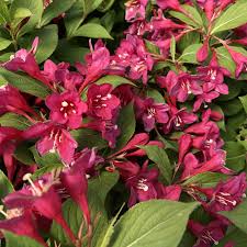 We did not find results for: Weigela Sonic Bloom Pink Buy Weigela Shrubs Online