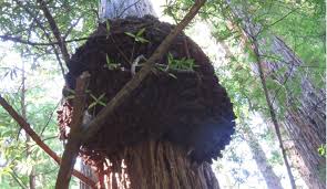 Image result for Homalium abdessammadii