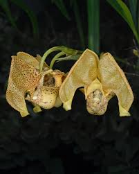 Image result for Cycnium filicalyx