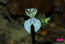 Image result for Disperis virginalis