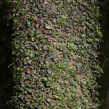 Image result for Hymenophyllum sibthorpioides