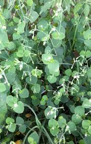 Image result for Drymaria