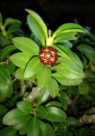 Image result for Triumfetta setulosa