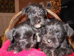 We did not find results for: Akc Miniature Schnauzer Puppies In West Liberty Ohio Hoobly Classifieds Miniature Schnauzer Puppies Miniature Schnauzer Schnauzer