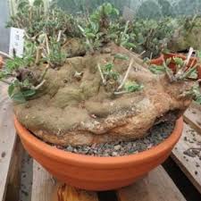 Image result for Adenia spinosa
