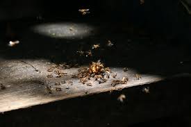 The cost of a building inspection is dependent on the size and scope of the house. How Much Does A Pest Inspection Cost And Do I Need One Upnest