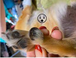 Hind Dew Claws Forth Valley Vet Clinic