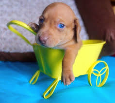 Maybe you would like to learn more about one of these? Red Shorthair Miniature Doxie Dachshund Puppies Dachshund Puppies For Sale Daschund Puppies