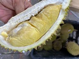 For more information and source, see on this link : 9 Jenis Durian Di Malaysia Tip Tip Untuk Memilih Durian Yang Terbaik