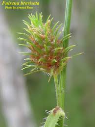 Image result for Fuirena stricta